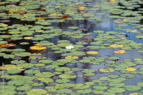 Lilypond with leaf and flower
