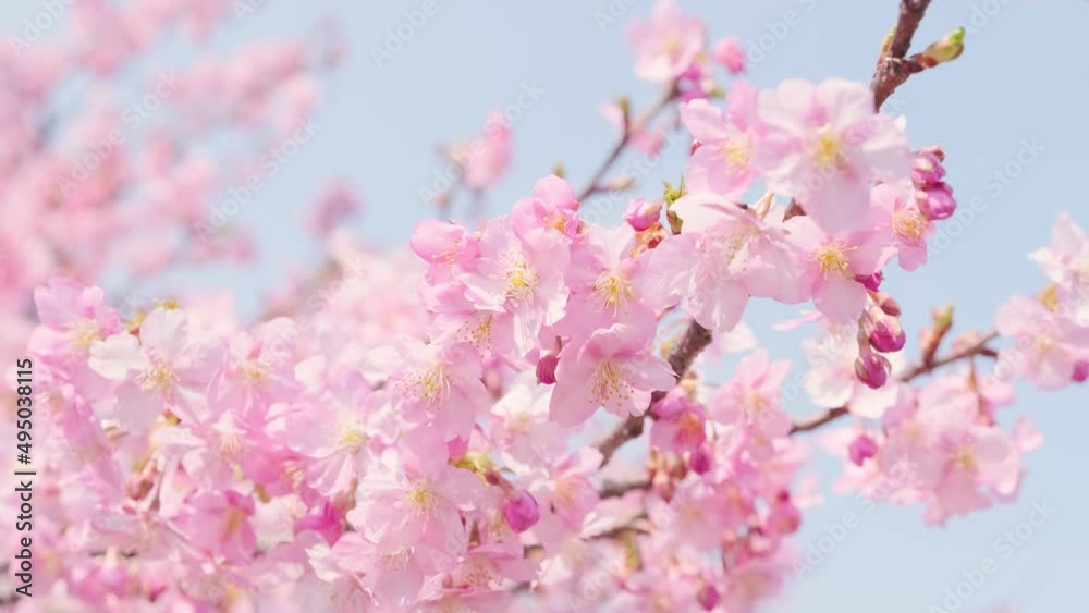 Cherry blossoms in full bloom under the blue sky in spring, Sakura flower, Nature or environment background Cherry blossoms in full bloom under the blue sky in spring, Sakura flower, Nature or environment background