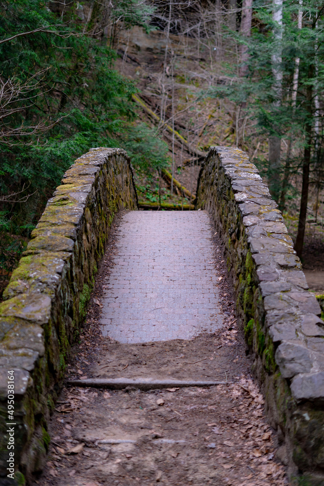wooden bridge in the forest wooden bridge in the forest