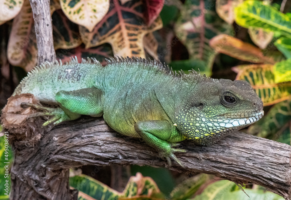 Fototapeta premium An iguana basks on a branch.