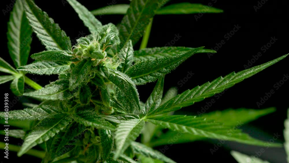 marijuana leaves cannabis plants a beautiful background marijuana leaves cannabis plants a beautiful background