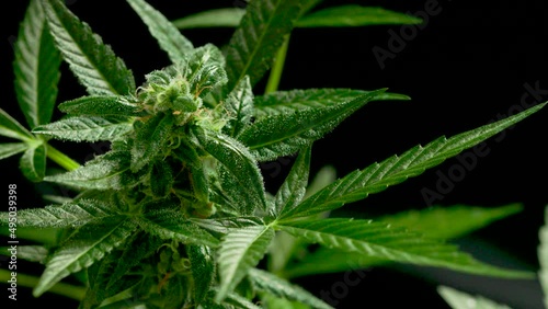 marijuana leaves cannabis plants a beautiful background