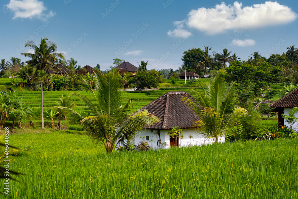 Rice fields with wooden shack, coconut trees and blue sky with scattered whtie clouds landscape.