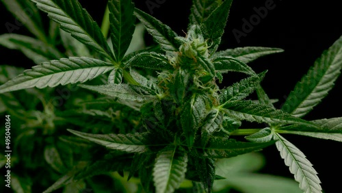 marijuana leaves cannabis plants a beautiful background