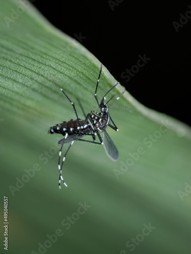 Asian tiger mosquito with a belly full of blood under the leaves