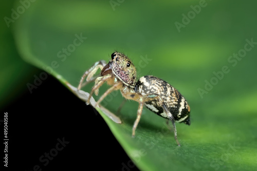 cute jumping spider with golden hair on the leaf