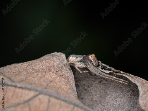 brown crab spider camouflage on the dried leaf