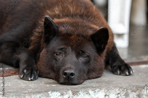 Brown lazy dog taking rest on floor