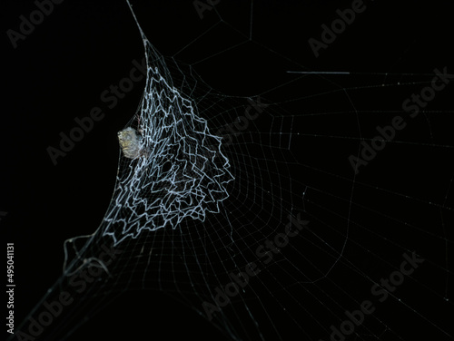 spider on the web with black background