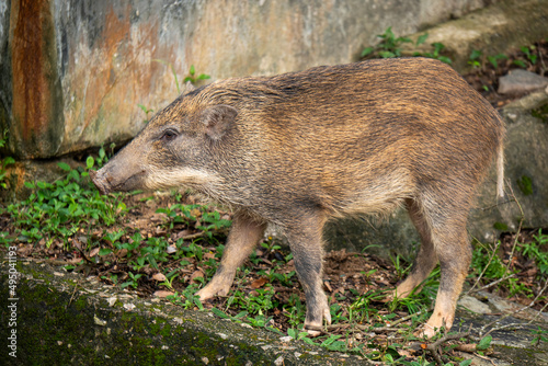 Wild boar in Hong Kong countryside park