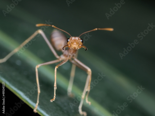 Angry asian weaver ants open its jaws