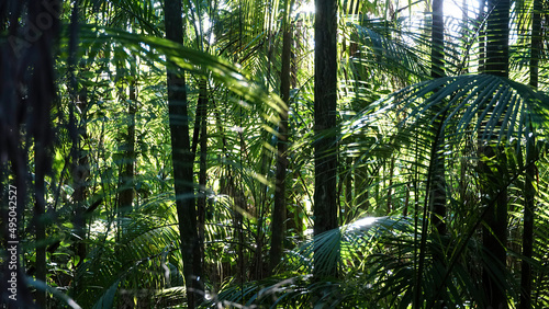 Floresta composta de palmeiras jussara, nativas, da mata atlântica