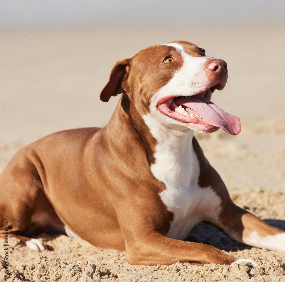 Whos the best boy You bet its me. Shot of an adorable pit bull enjoying a day at the beach.