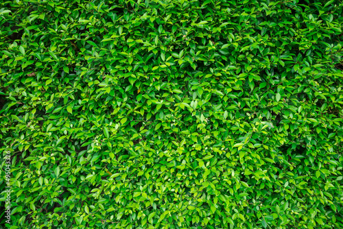 Green leaves wall texture background. Green nature background concept.