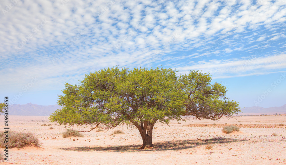 Fototapeta premium African savanna landscape with a lone acacia tree - Namibia, South Africa