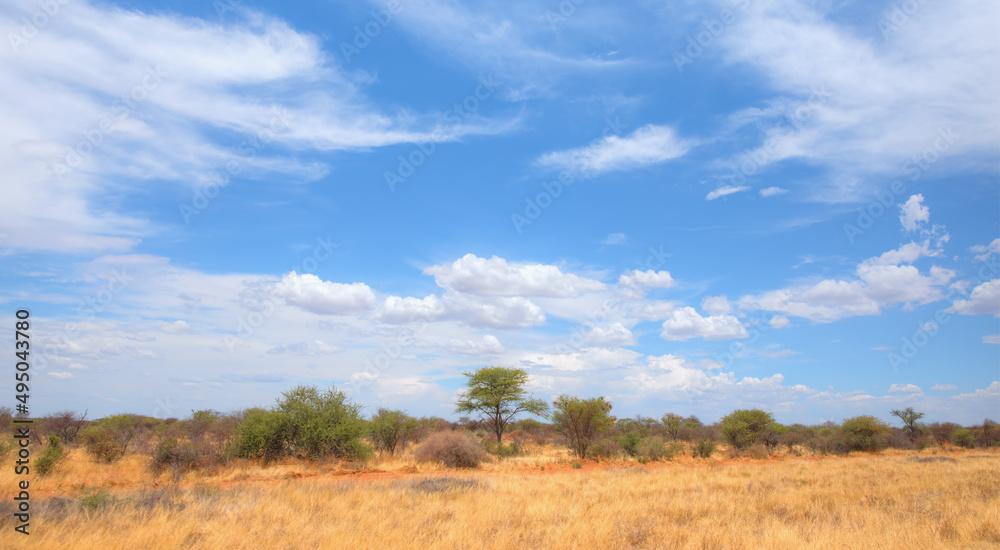 African savanna landscape with yellow grass - Namibia, South Africa African savanna landscape with yellow grass - Namibia, South Africa