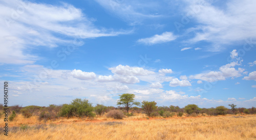 African savanna landscape with yellow grass - Namibia, South Africa