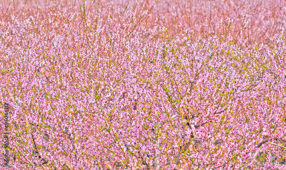 Blossom tree over nature tree - Spring pink flowers background
