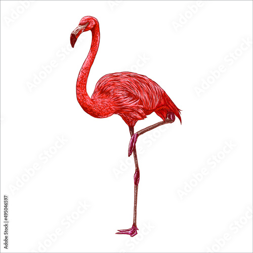 Flamingo is a beautiful bird, art illustration painted with watercolors isolated on white background