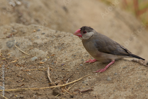 java sparrow on tan rock