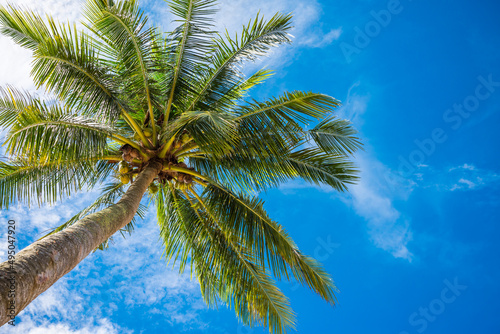 Wallpaper Mural Coconut palm tree on seaside beach with blue sky background in sunny day. Torontodigital.ca