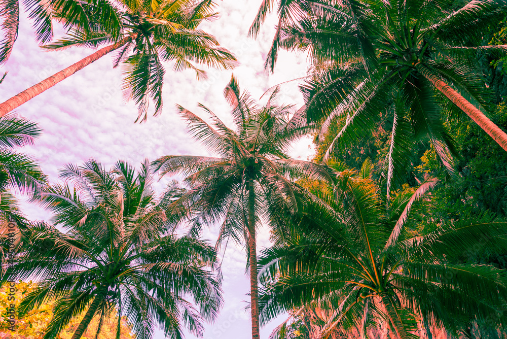 Coconut palm tree with blue sky sunny day background - travel summer holiday concept. Vintage filter effect.