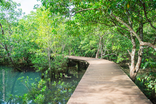 Walkway in Khlong Song Nam mangrove forests  Krabi Thailand. Green nature  save the earth and travel concept.