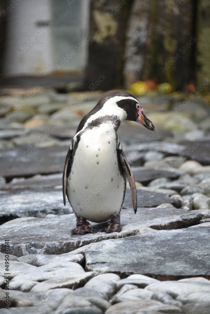 Fototapeta premium penguins at the zoo in prague, full length penguin cute penguin portrait