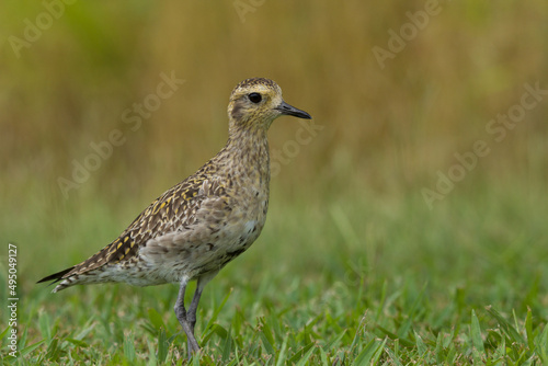 female pacific golden plover in grass with prairie in background
