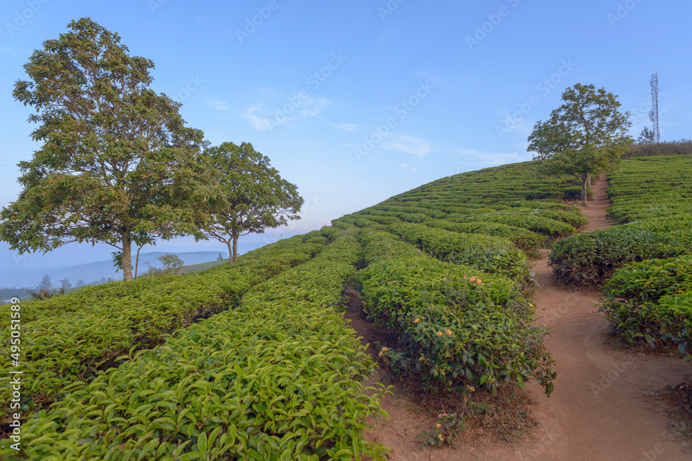 Landscape photo: tea farm in Cau Dat. This is a place with beautiful scenery and specializes in tea production.Time: March 18, 2022. Location: DaLat city.   