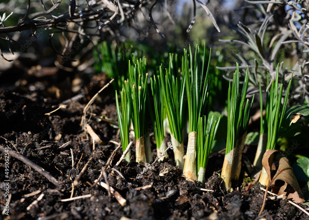 Young crocus seedlings emerge from the ground to prepare for spring flowering. Crocus is a genus of Iris family Iridaceae. Native to the eastern and northern shores of the Mediterranean, ornamental.