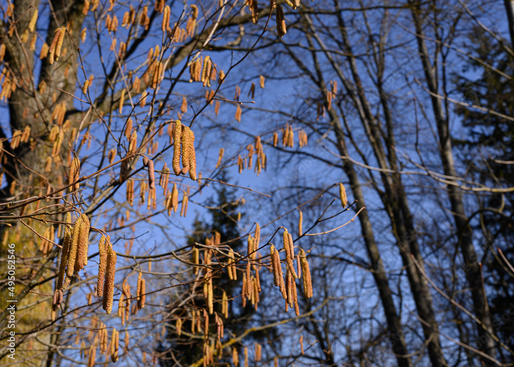 Flowering of the hazel tree in spring.Hazel, Corylus avellana, is a deciduous monocotyledonous plant of the birch family Betulaceae, genus Corylus.