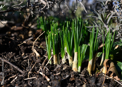 Obraz na płótnie Young crocus seedlings emerge from the ground to prepare for spring flowering. Crocus is a genus of Iris family Iridaceae. Native to the eastern and northern shores of the Mediterranean, ornamental. w salonie