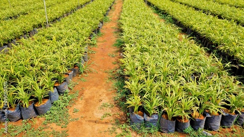 Betel or areca nut plant saplings kept in plastic cover cultivation in a nursery garden in India near Hour, Tamilnadu, India. photo