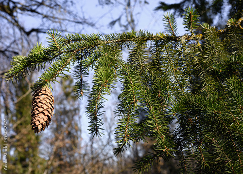 Cone Spruce, wide angle, close-up.  Picea, a genus of pine trees in the Pinaceae family. Spruces are evergreen and monocotyledonous trees. The crown of spruce trees is conical with a pointed top.