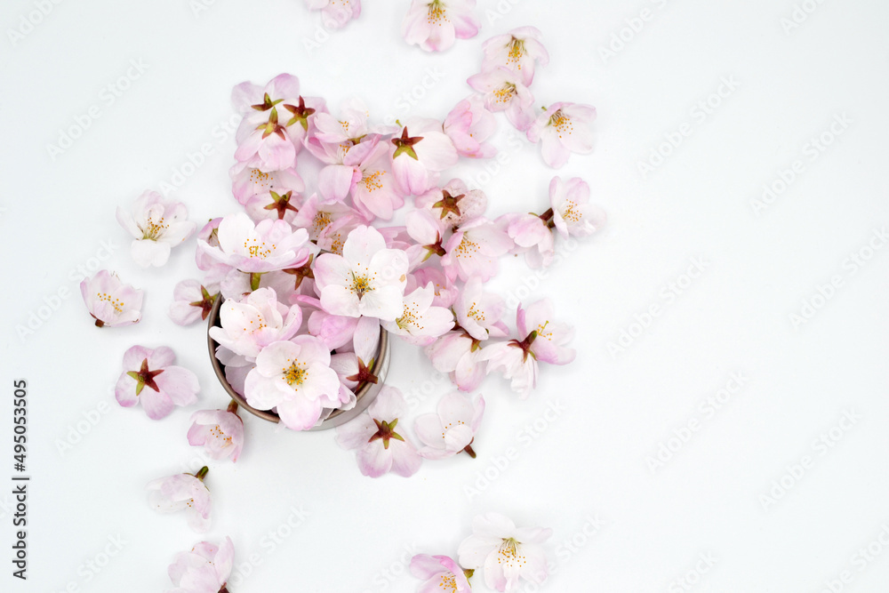 Sakura blossoms jar on white background