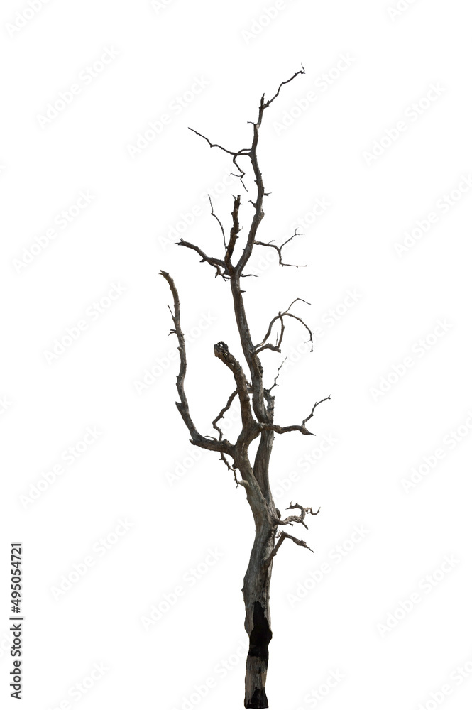 Fototapeta premium Dry branchs of dead tree with cracked dark bark.beautiful dry branchs of tree isolated on white background.Dry wooden stick from the forest isolated on white background .