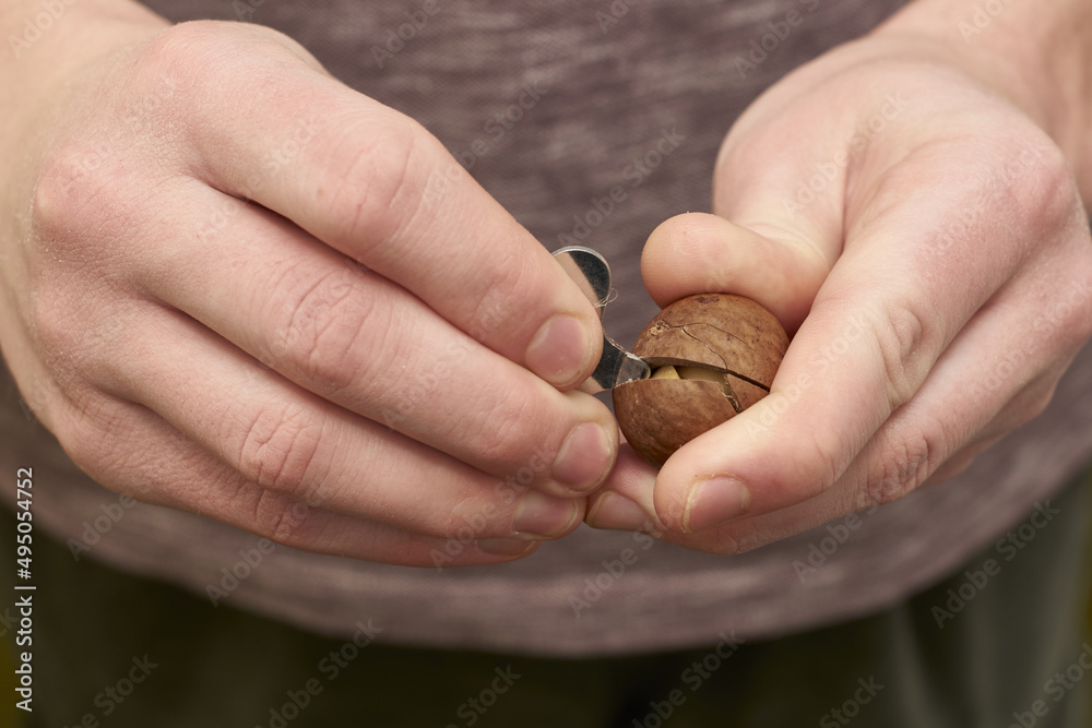 man cracks a macadamia nut with a key