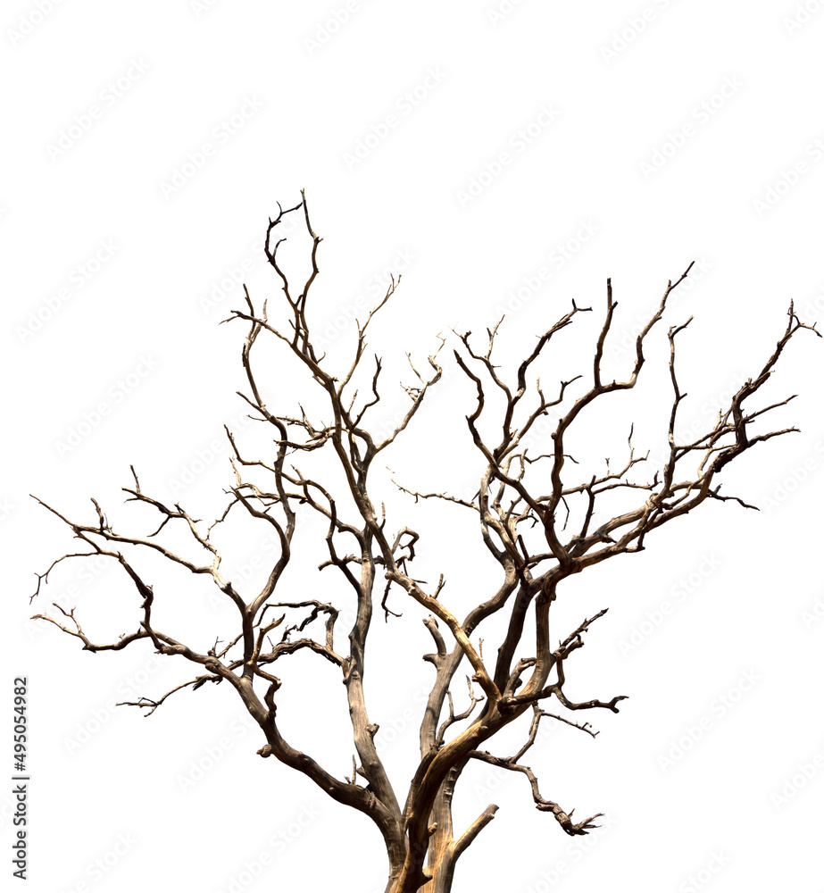 Dry branchs of dead tree with cracked dark bark.beautiful dry branchs of tree isolated on white background.Dry wooden stick from the forest isolated on white background . Dry branchs of dead tree with cracked dark bark.beautiful dry branchs of tree isolated on white background.Dry wooden stick from the forest isolated on white background .