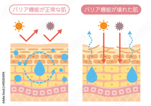 肌の構造_バリア機能