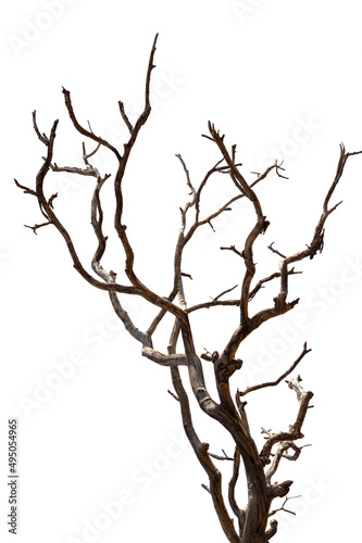 Dry branchs of dead tree with cracked dark bark.beautiful dry branchs of tree isolated on white background.Dry wooden stick from the forest isolated on white background .