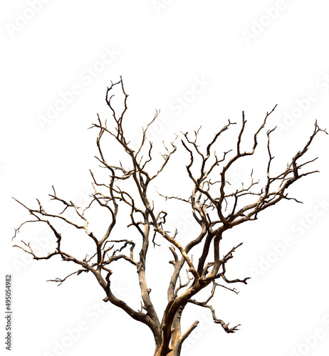 Dry branchs of dead tree with cracked dark bark.beautiful dry branchs of tree isolated on white background.Dry wooden stick from the forest isolated on white background .