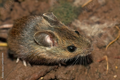 Closeup on a cute small longtailed wood mouse, Apodemus sylvaticus, sitting on the ground photo