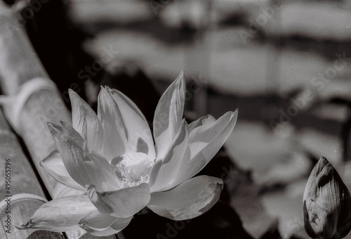 Nature photo film: Lotus flowers. Time: March 25, 2022. Location: Ho Chi Minh City. Content: With black and white color, the lotus image shows nostalgic and mournful emotions.