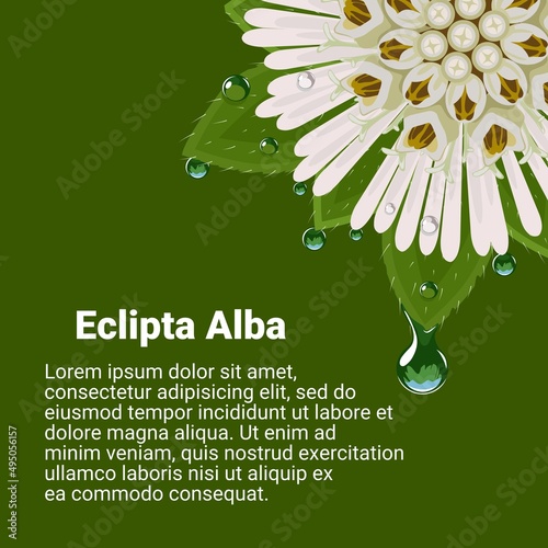 Vector illustration, Eclipta Alba, Eclipta Prostrata or Bhringraj, also known as False Daisy, with fresh morning dew, herbal medicinal plant effective in Ayurvedic medicine.