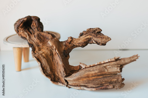 Dry tree branch on a white background. broken branches washed by the sea