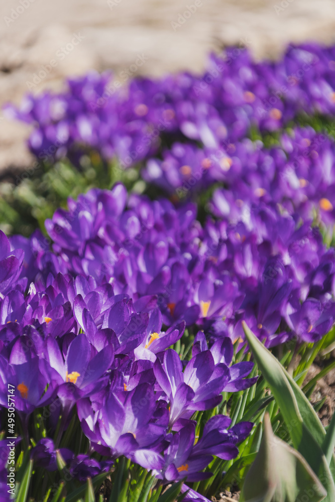 Obraz premium Bees on purple crocus growing outside. View at magic blooming spring flowers crocus sativus. Selective Focus. Spring garden.