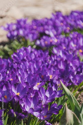 Bees on purple crocus growing outside. View at magic blooming spring flowers crocus sativus. Selective Focus. Spring garden.