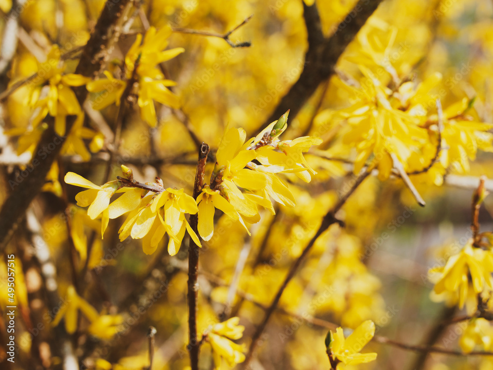 A close-up of Forsythia × intermedia or Border Forsythia in magnificent spring yellow blooms on naked branches A close-up of Forsythia × intermedia or Border Forsythia in magnificent spring yellow blooms on naked branches