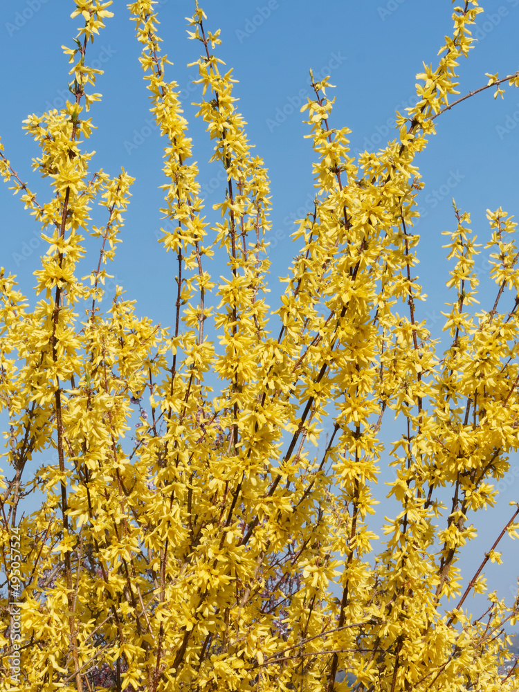 Border forsythia or common forsythia (Forsythia × intermedia) forming a graceful fountain with a profusion of luminous yellow flowers on naked branches with pale lenticel